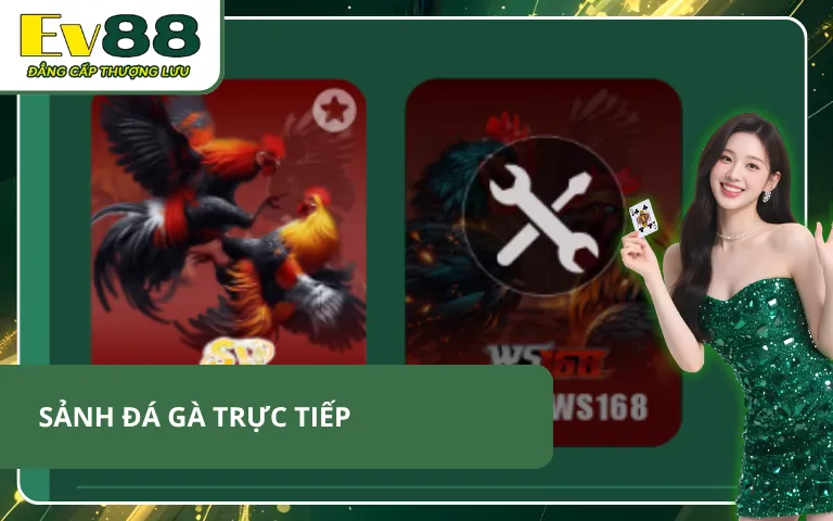 Sảnh đá gà trực tiếp sở hữu hàng trăm chiến kê có tên tuổi